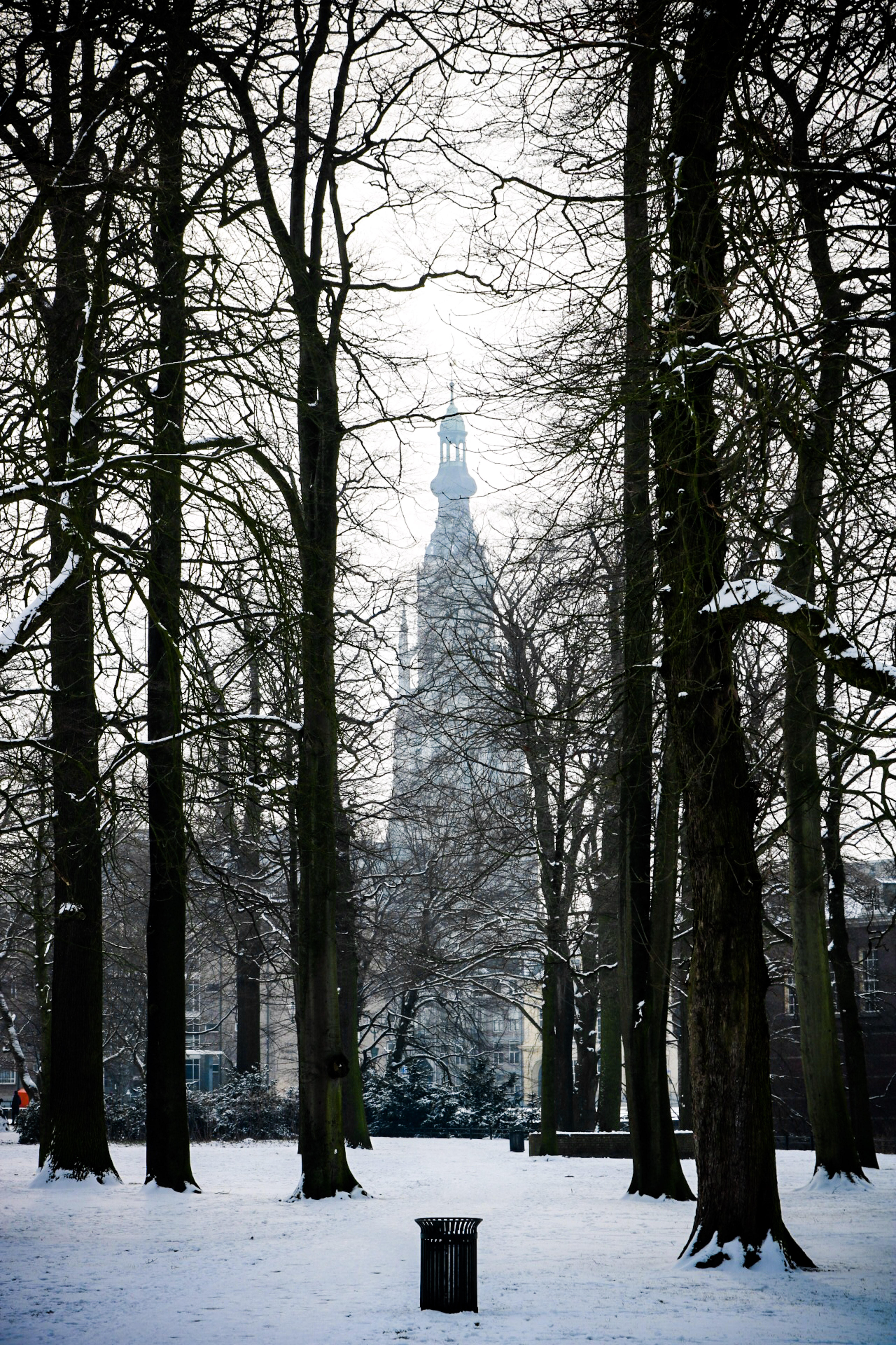 bare trees covered with snow in the city